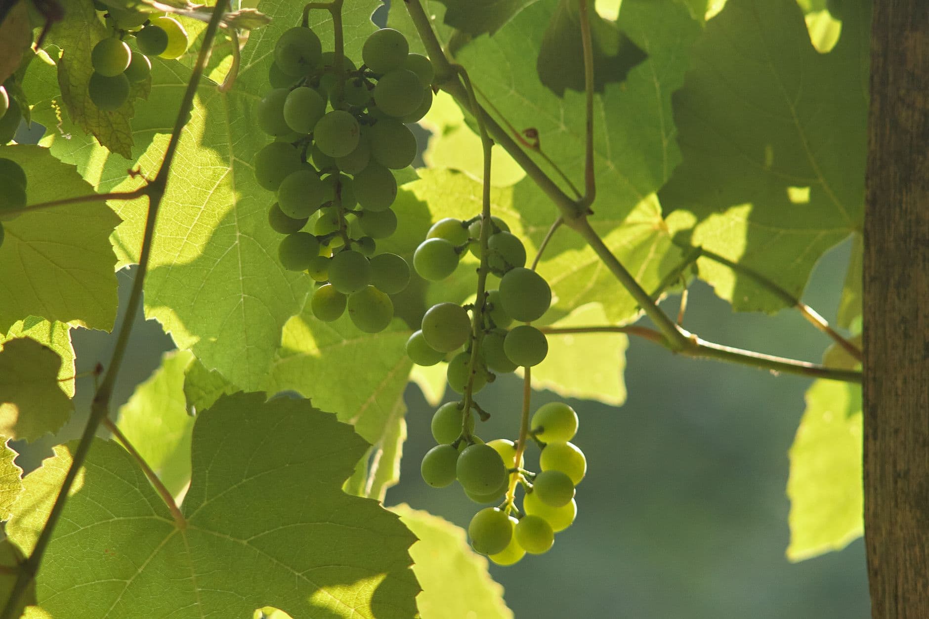 Bank's Vineyard