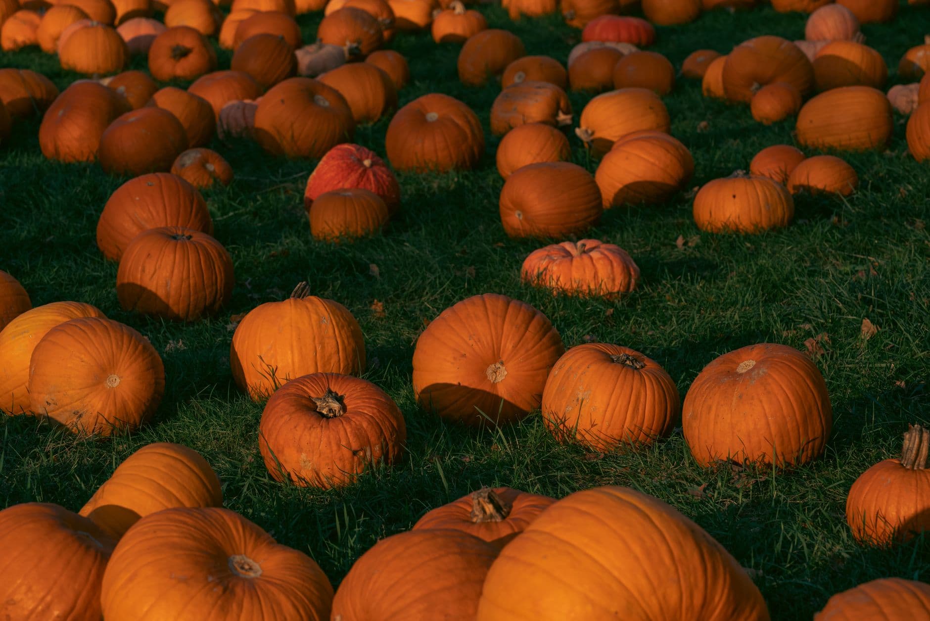 Bethke Farms