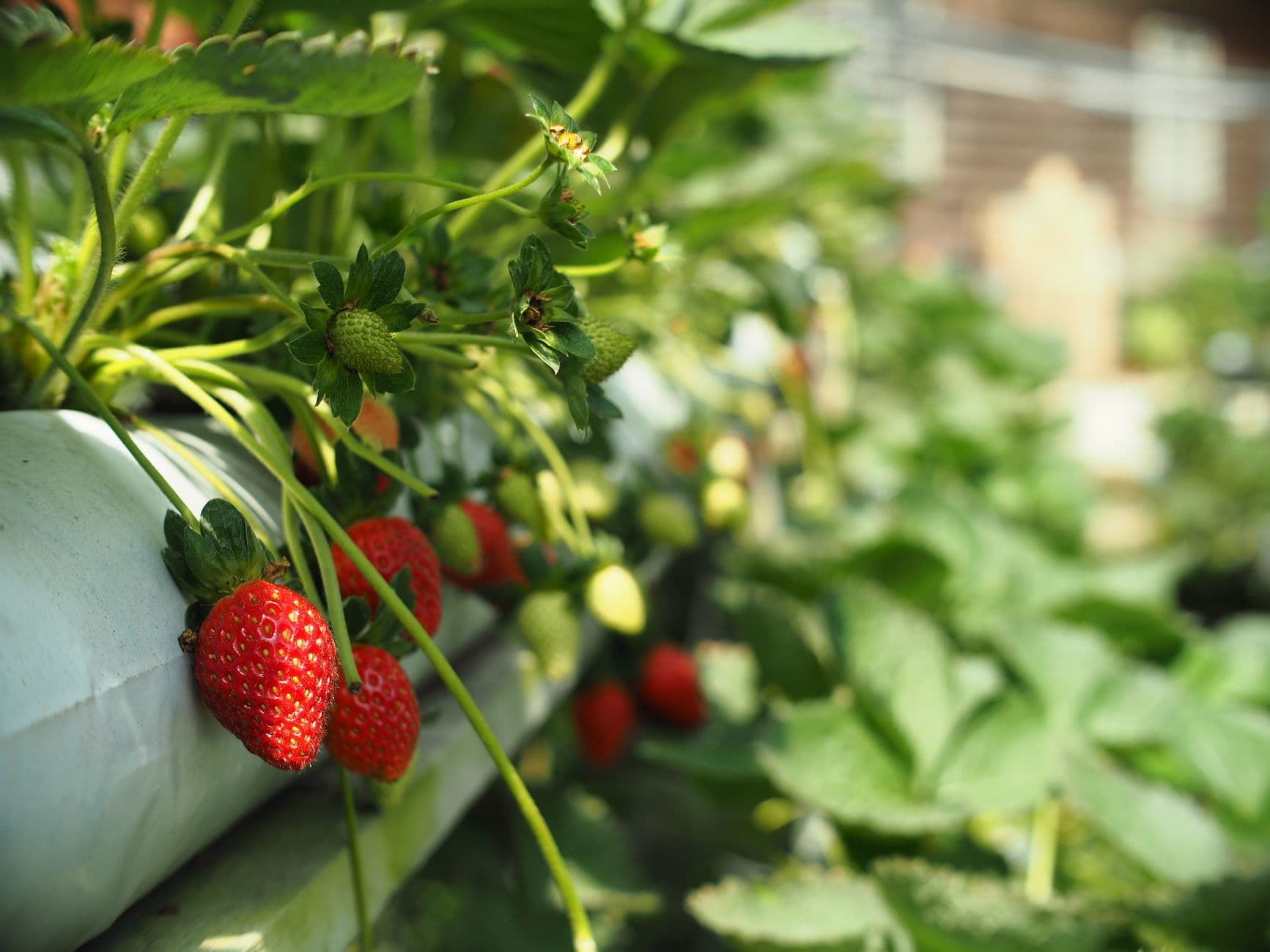 Bird Berry Farm