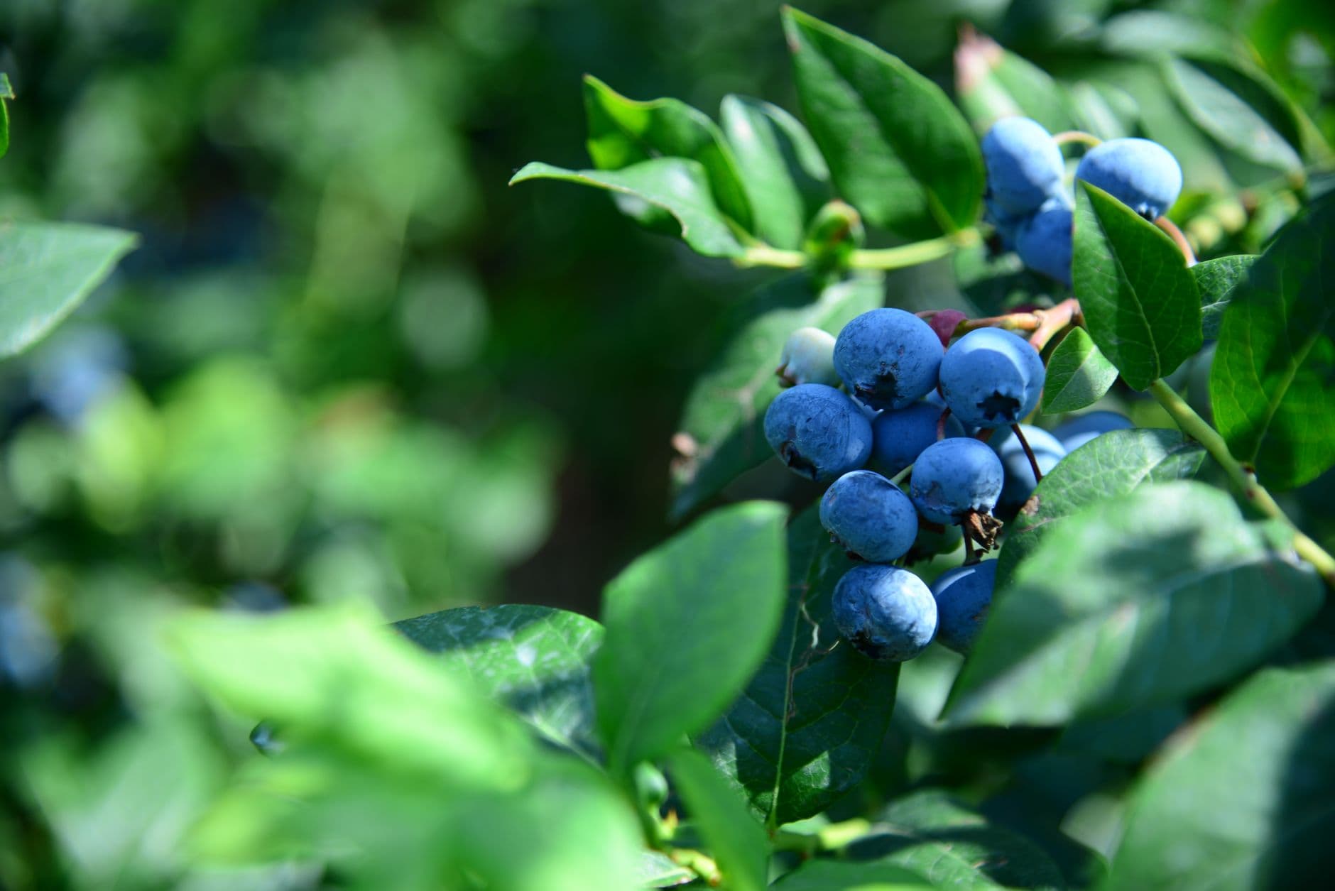 Bob's Blueberry Patch