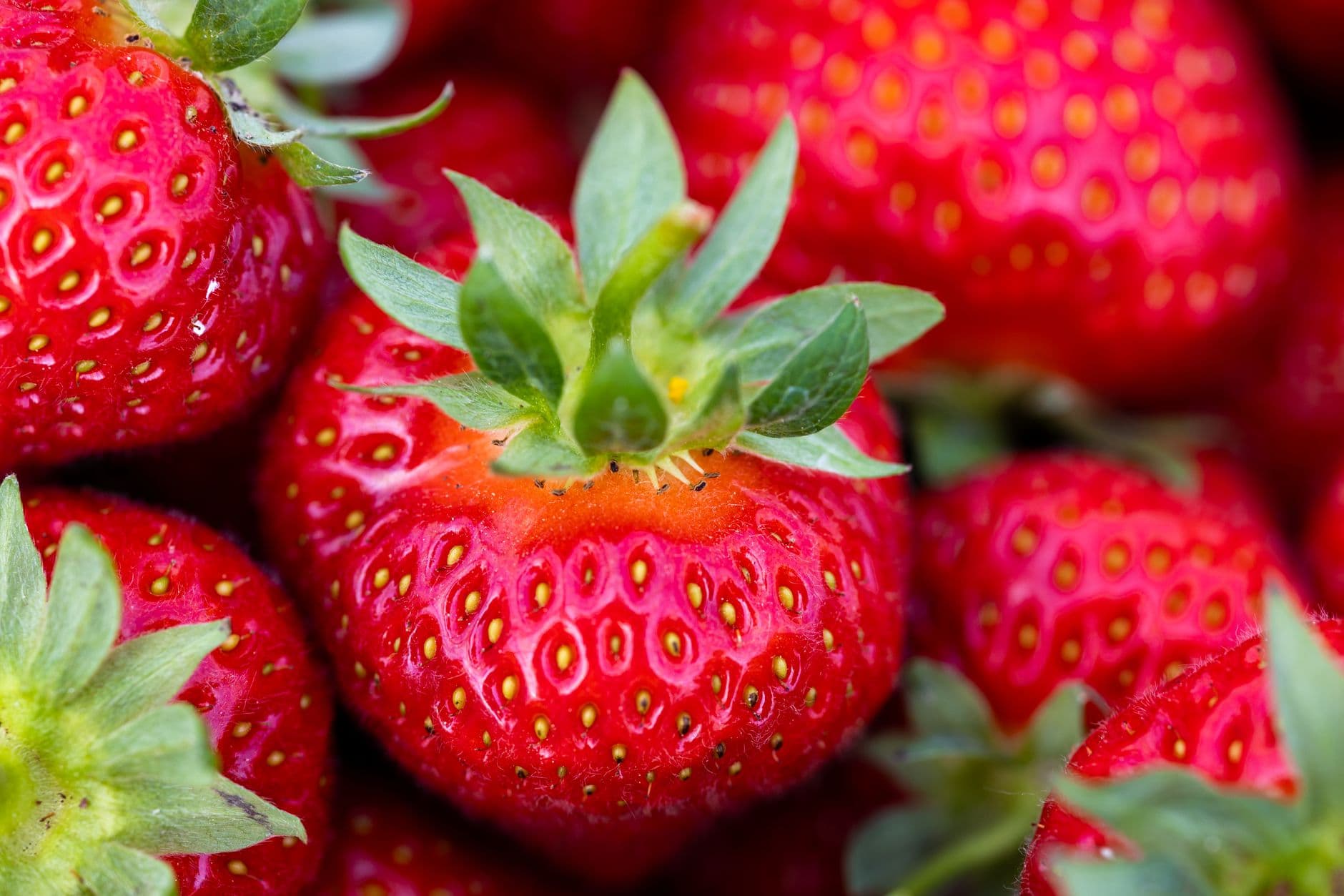 Boones Ferry Berry Farms