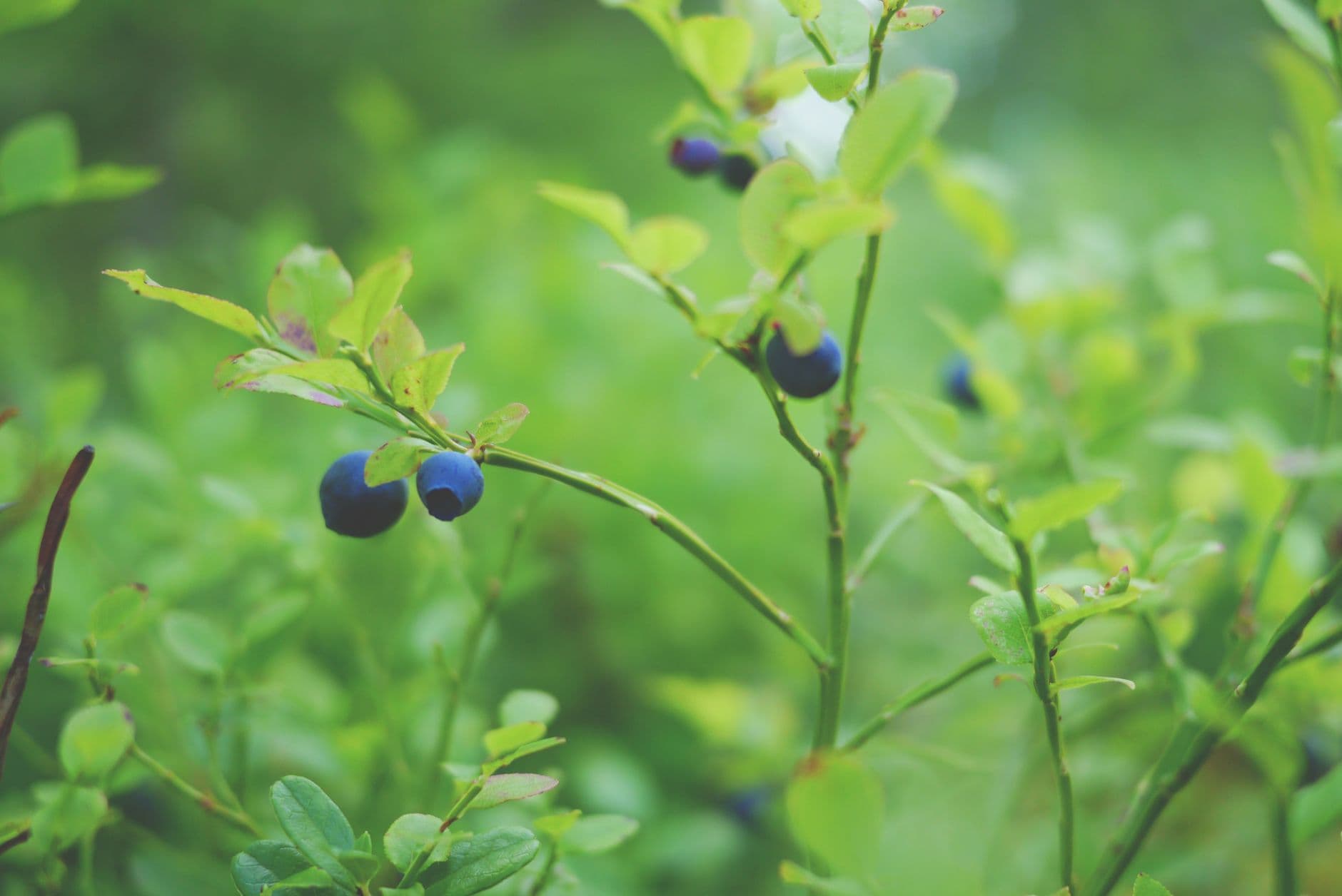 Buffalo Creek Berry Farm