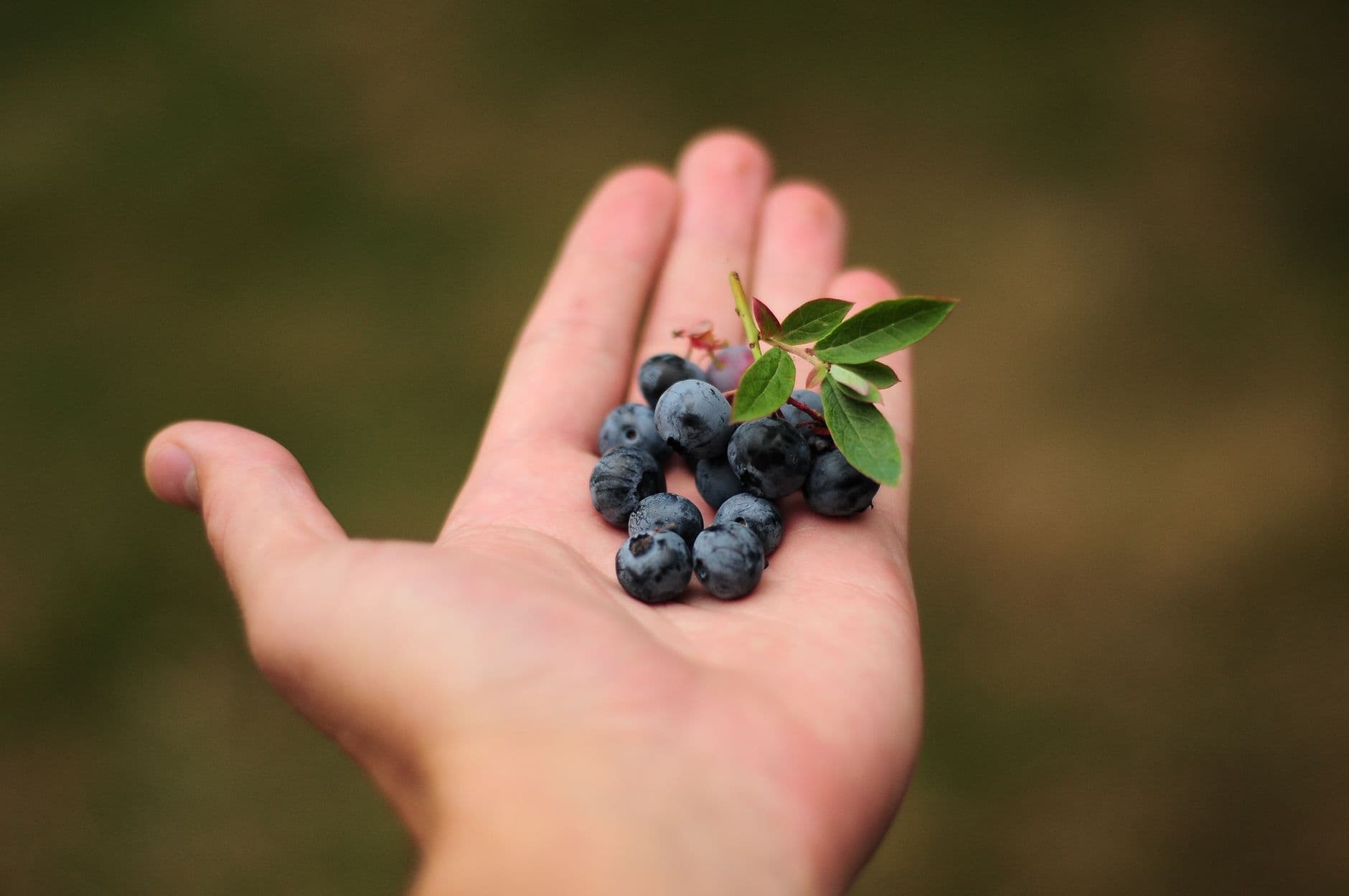 DJ's U-Pick Blueberry Farm