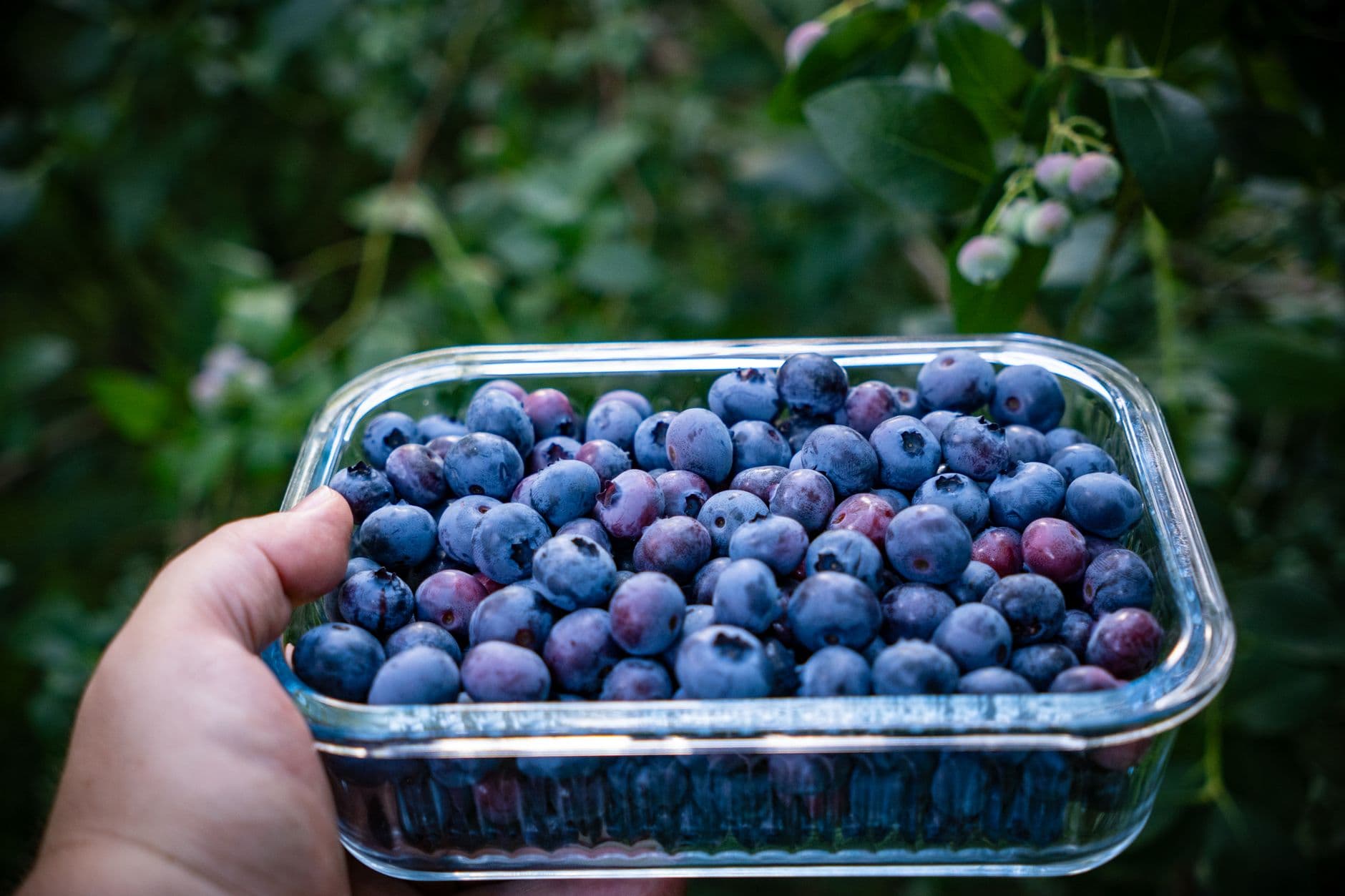 Eenigenburg's Blueberries