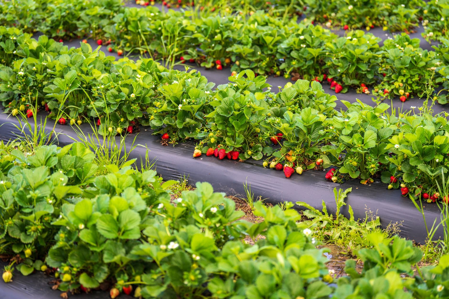 Guelde Strawberries