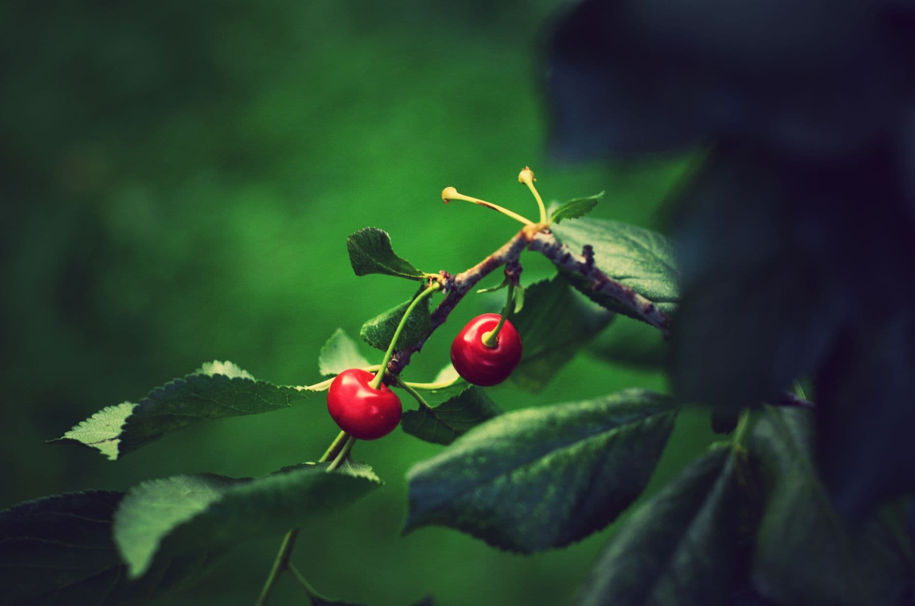 Marsh Creek Cherries