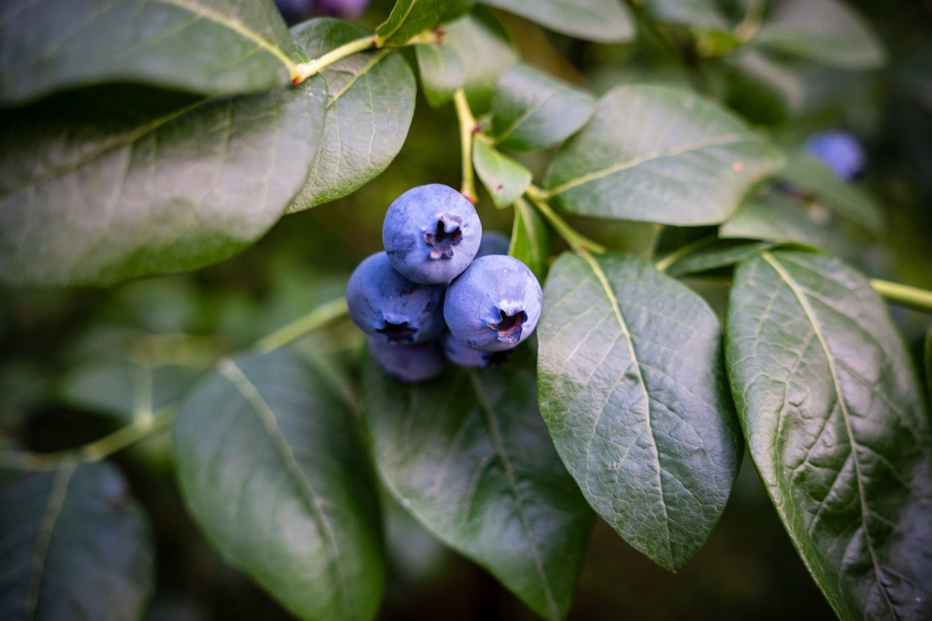 Miller Blueberry Farm