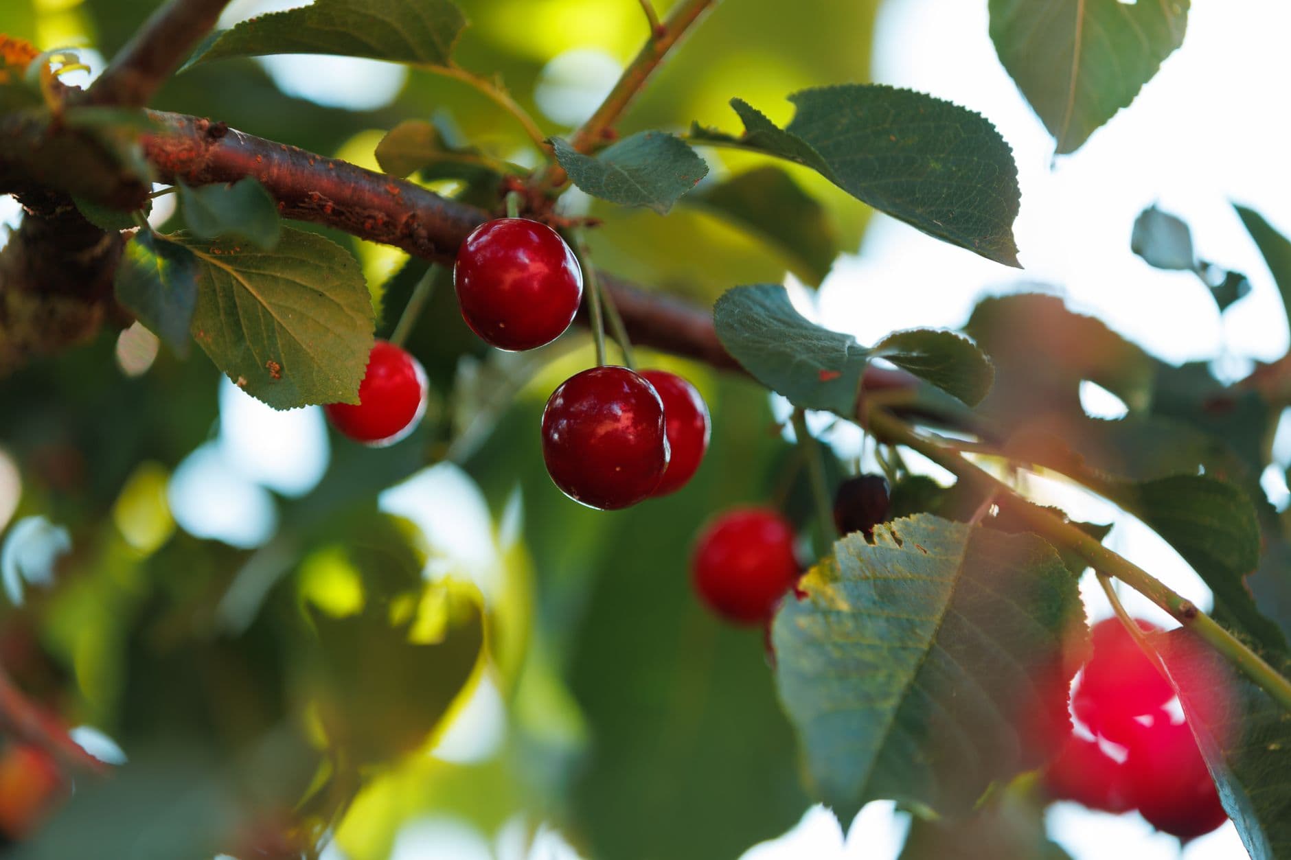 Papa's U-Pick Cherries