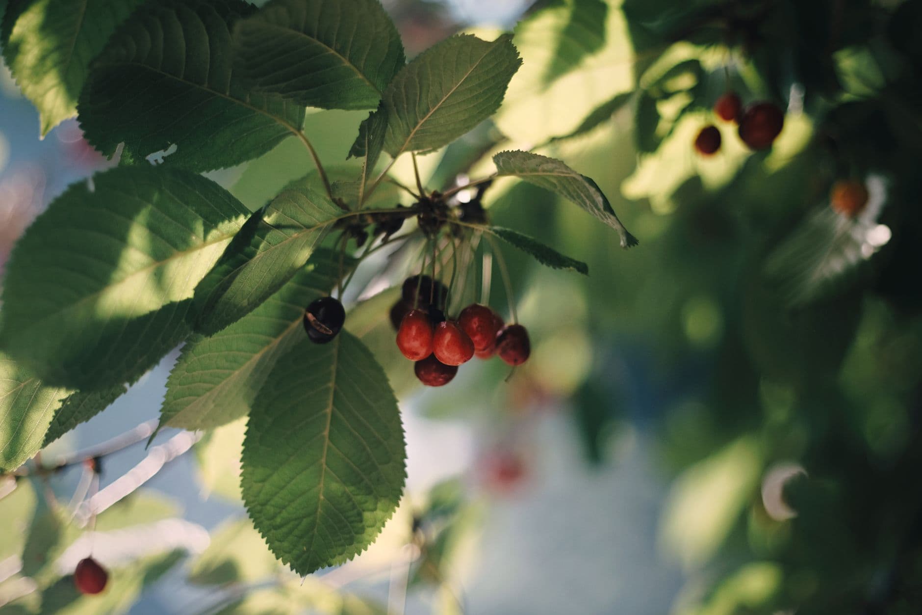 RC U-Pick Cherries