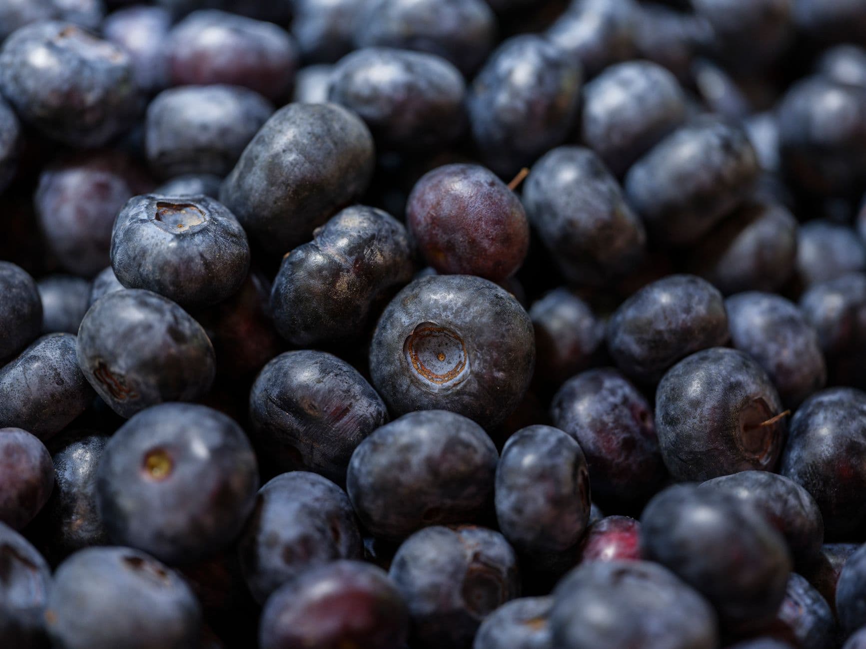 Sauvie Island Blueberry Farm