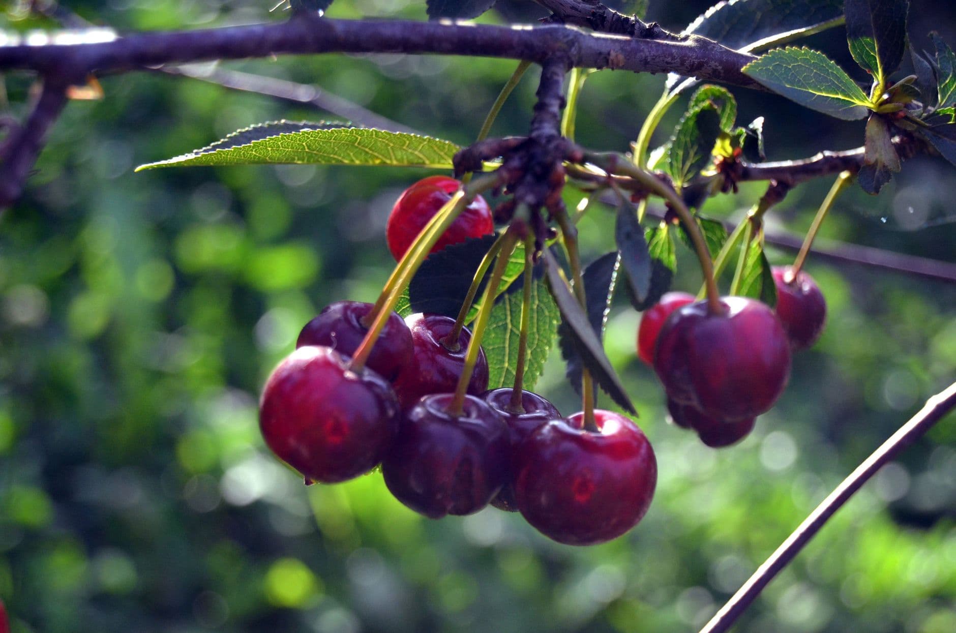 Sweet Lou's Cherries