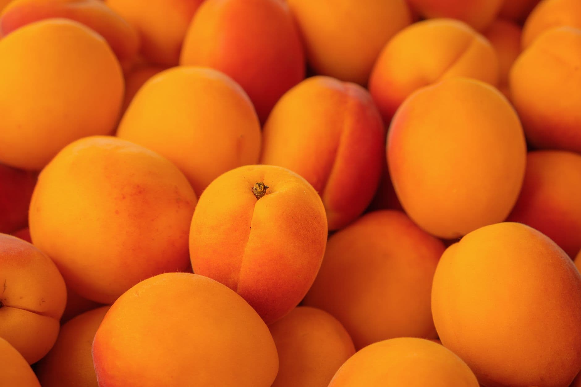 Apricots