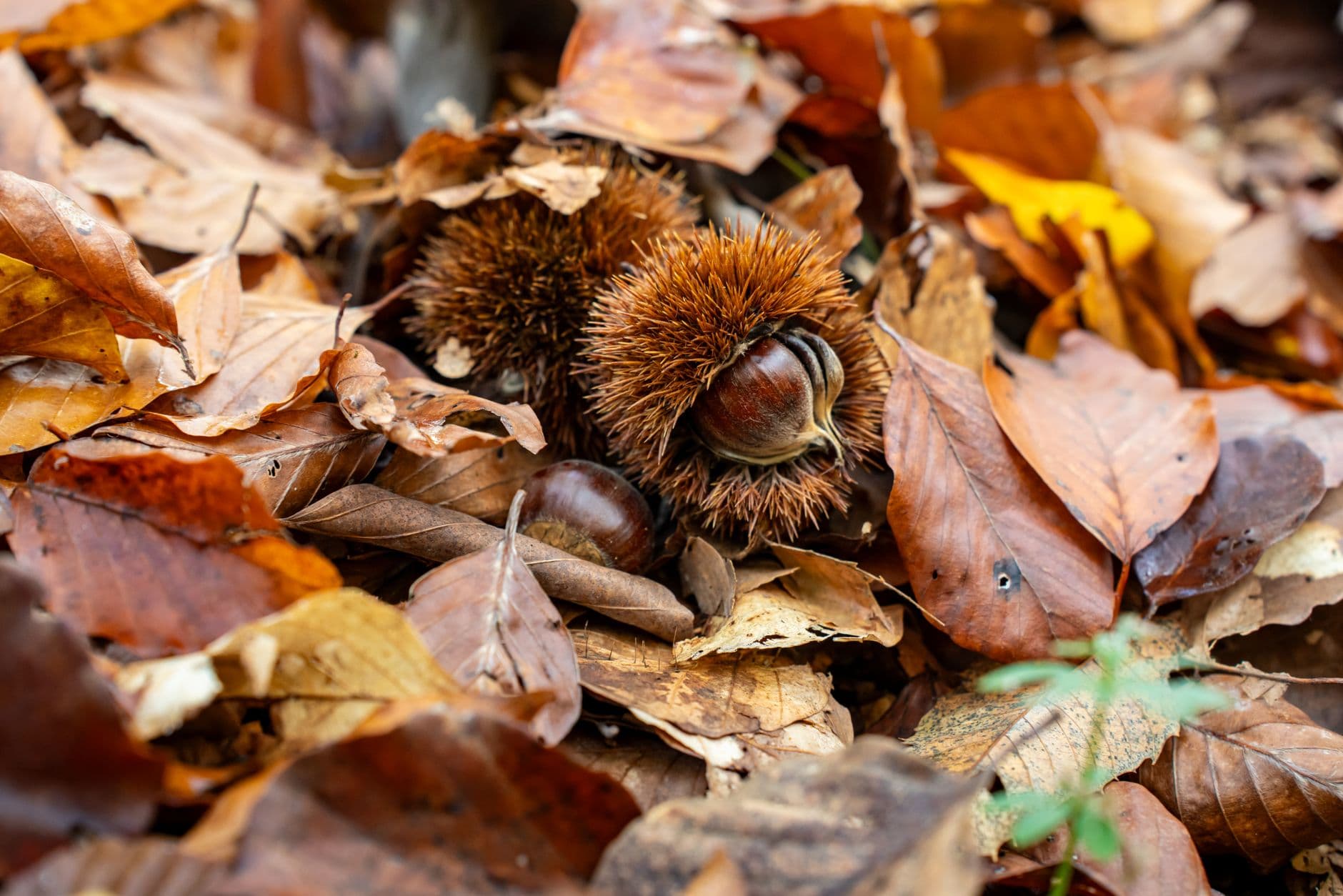 Chestnuts
