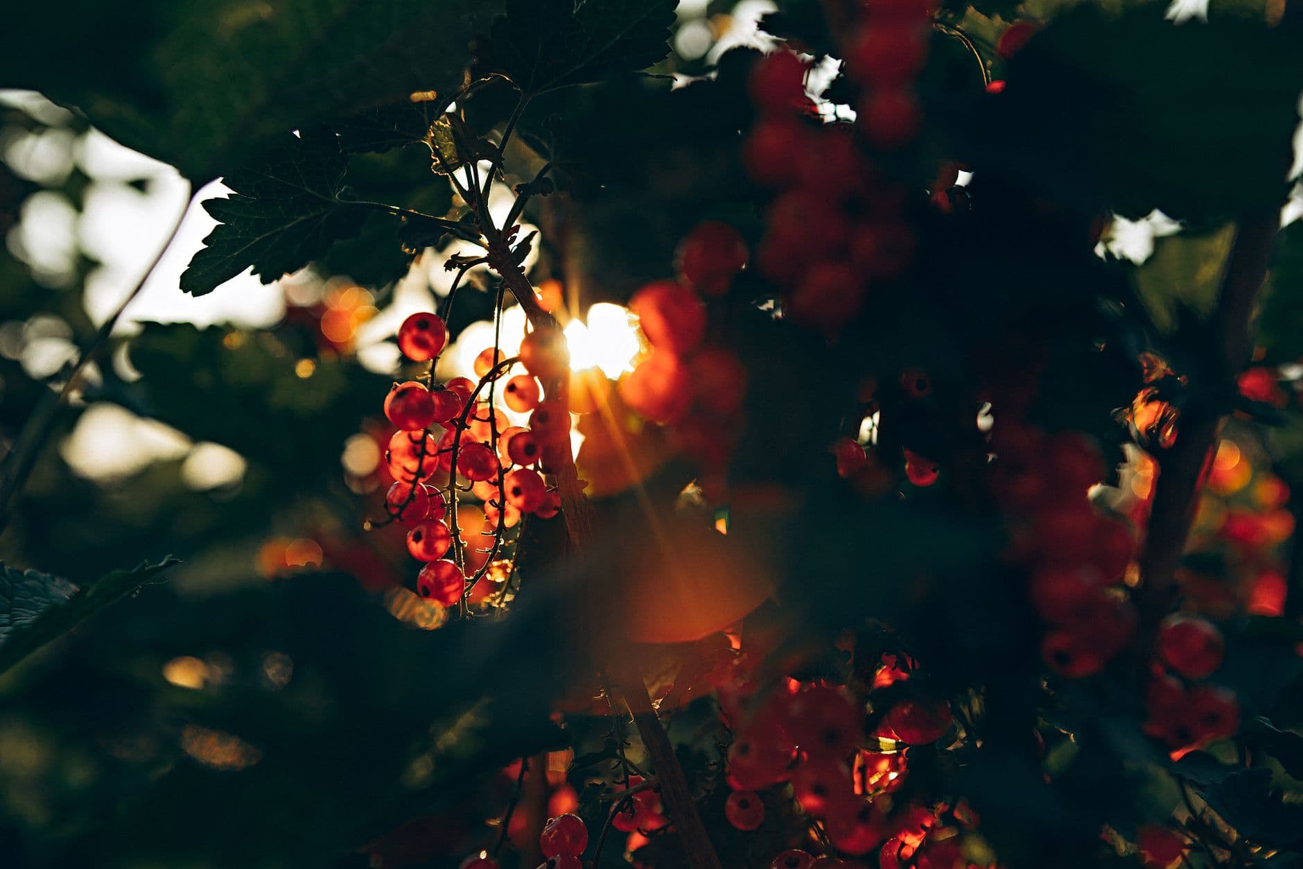 Currants