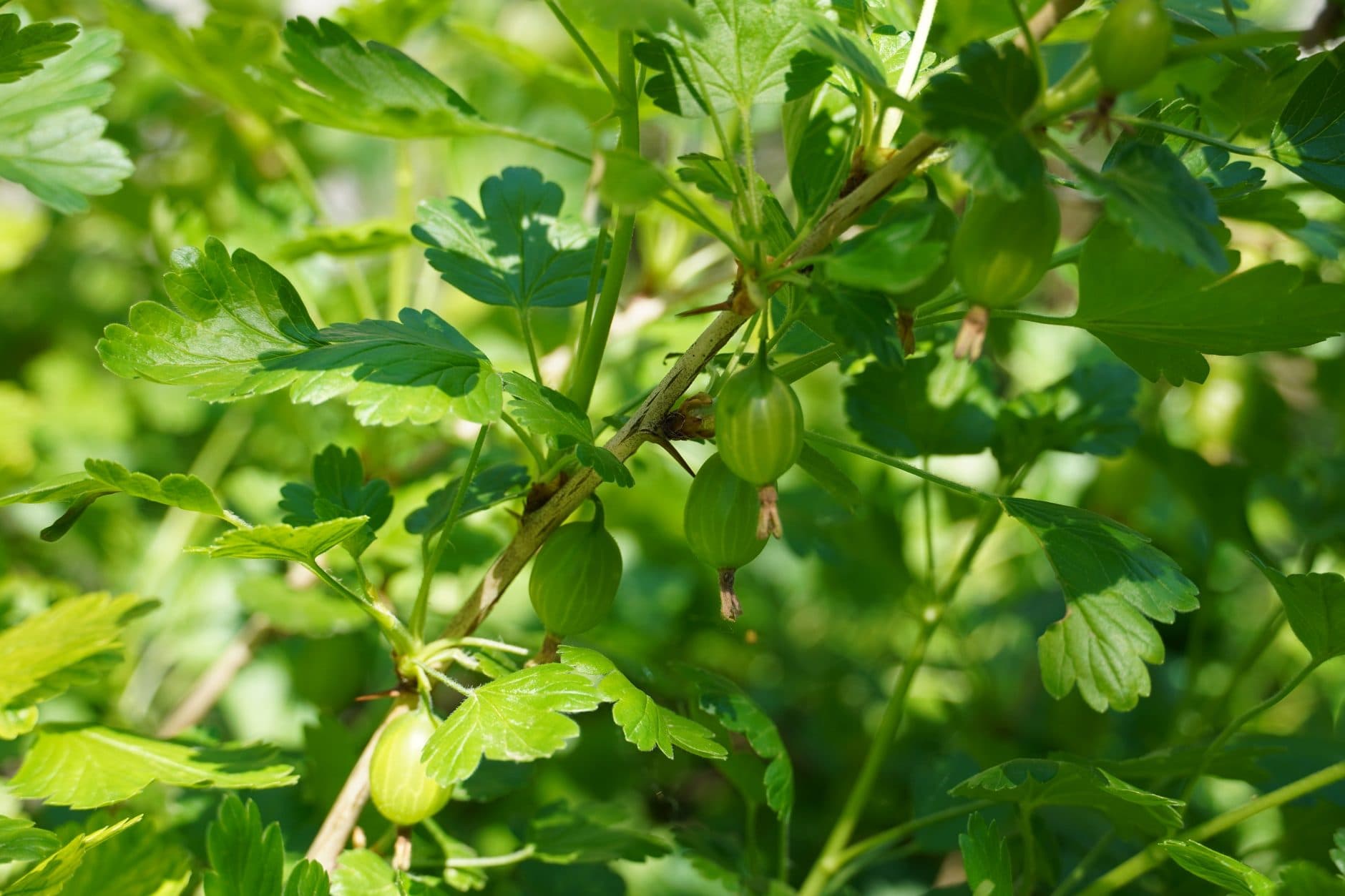 Gooseberries