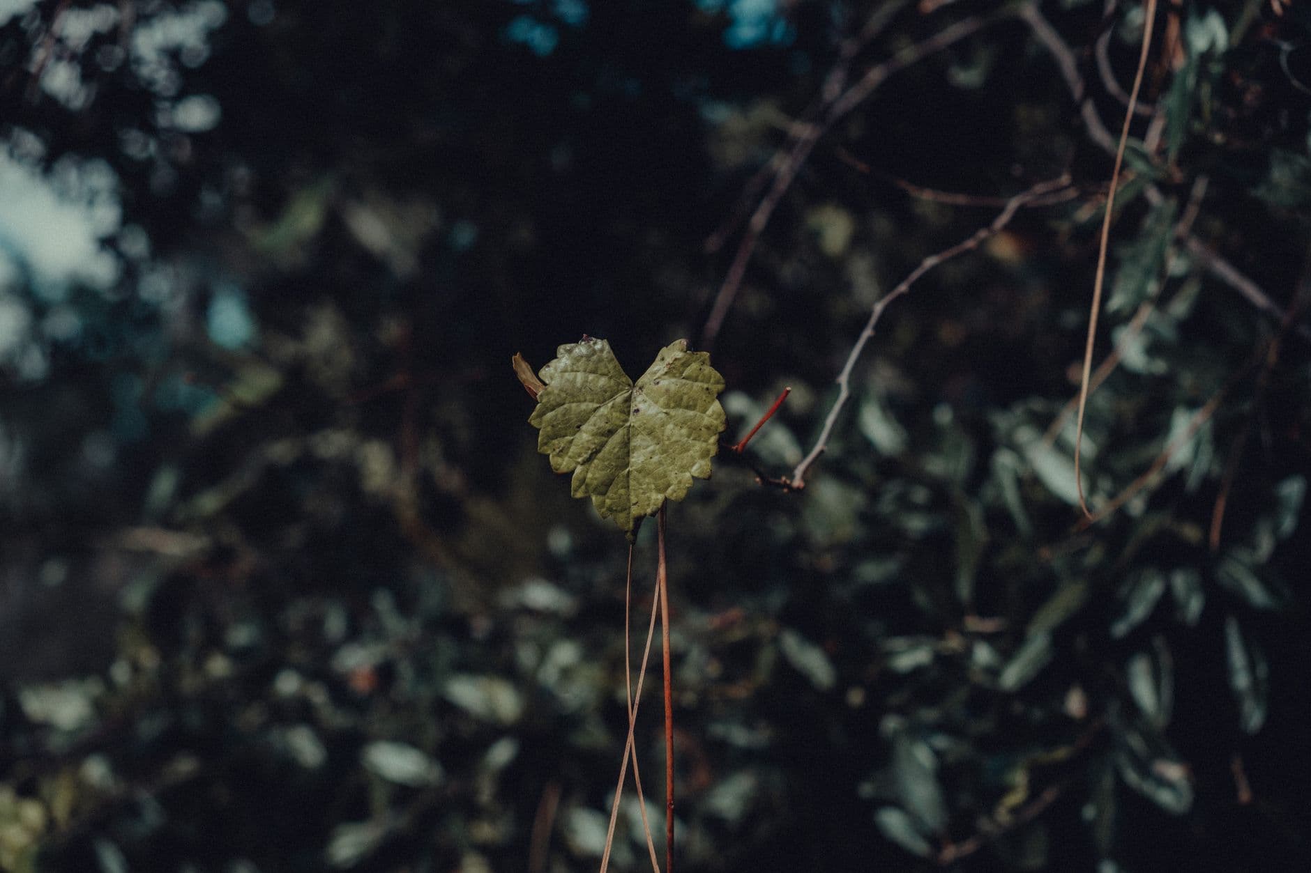 Muscadines